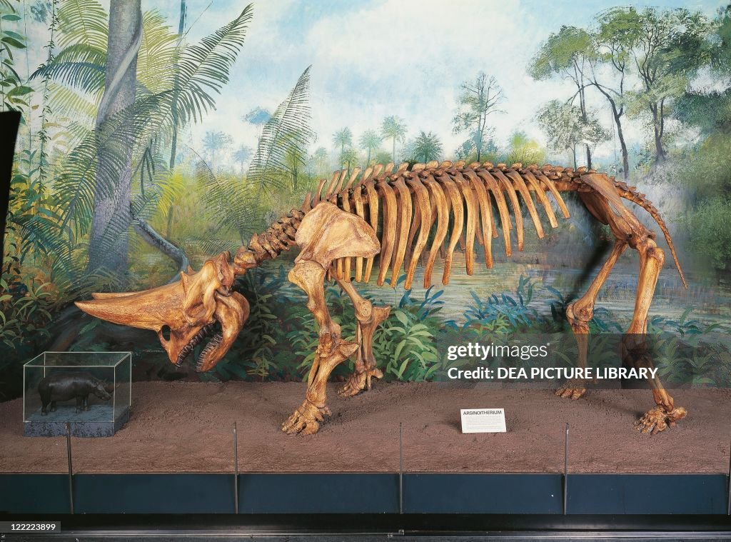Mammalia, Arsinoitherium skeleton, Oligocene
