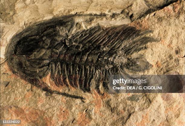 Strabops Cambrian Period Photos and Premium High Res Pictures - Getty Images