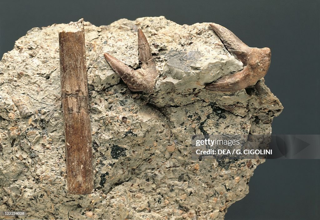 Chondrichthyes, Fossilized Shark Xenacanthus texensis, Permian