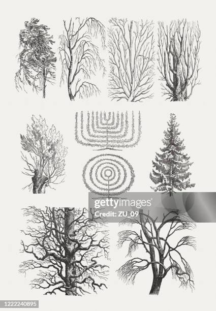 branch tracery of various trees, wood engravings, published in 1893 - weeping willow stock illustrations