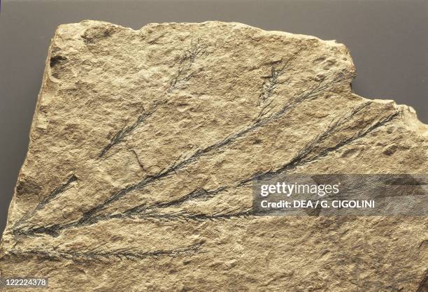 Pinopsida Tree Pinopsida Photos and Premium High Res Pictures - Getty Images