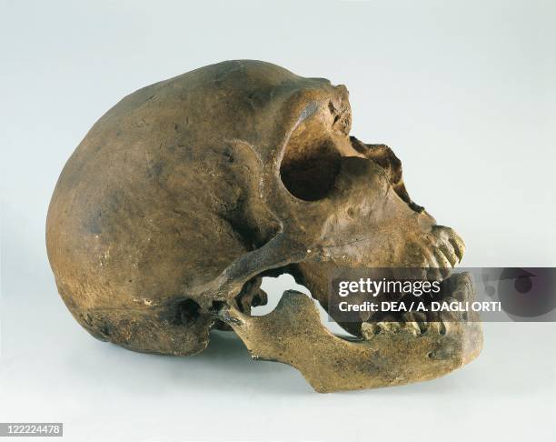Anthropology - Neanderthal man skull .