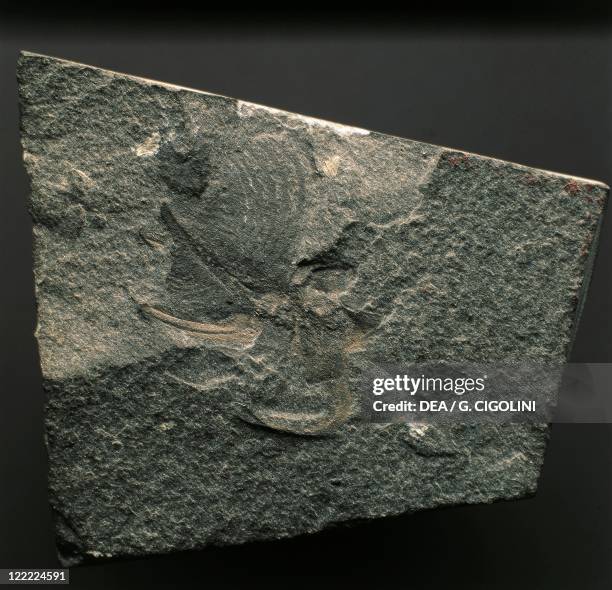 Strabops Cambrian Fossils Photos and Premium High Res Pictures - Getty Images