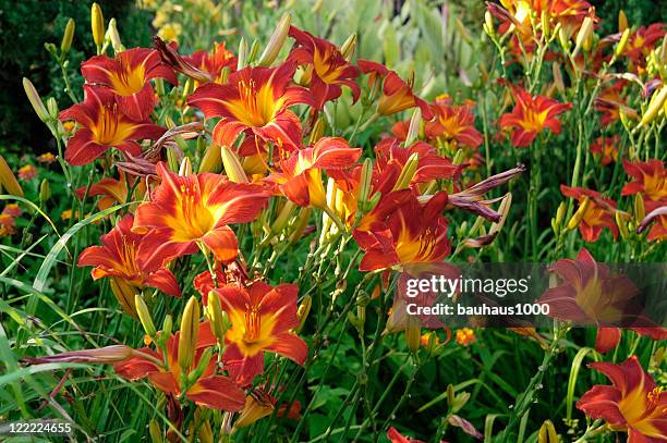 daylilies - taglilie stock-fotos und bilder