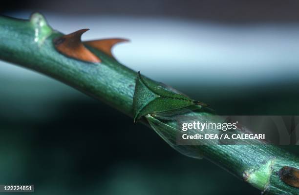 Jft Insect 27 Buffalo Thorn Stock Photos, High-Res Pictures, and Images - Getty Images