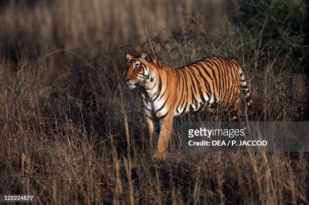 Zoology - Mammals - Felids - Tiger . India, Ranthambore National Park.
