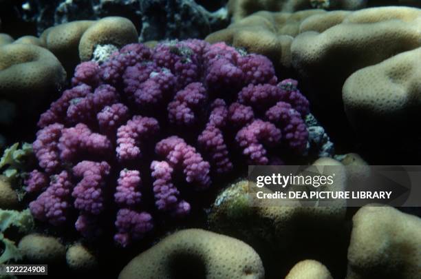 Zoology - Cnidarians - Anthozoa - Acropora variabilis. Red Sea.