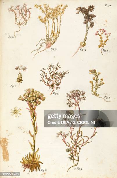 Herbal, 18th-19th century. Iconographia Taurinensis. Volume XII, Plate 94 by Francesco Peyrolery: Crassulaceae, 1) Dark Stonecrop ; 2) Goldmoss...