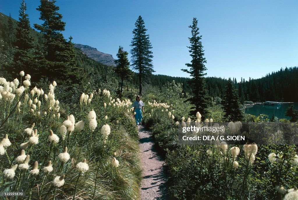USA, Montana, Waterton-Glacier International Peace Park, Flowering Beargrass (Xerophyllum tenax)