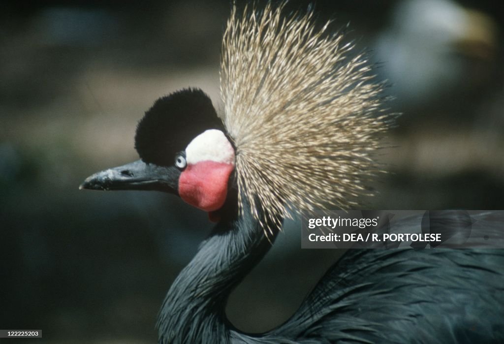 Crowned crane (Balearica pavonina)