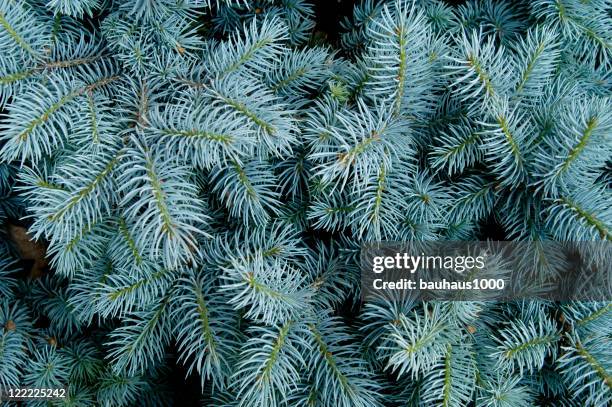 blue spruce backround - nadel pflanzenbestandteile stock-fotos und bilder