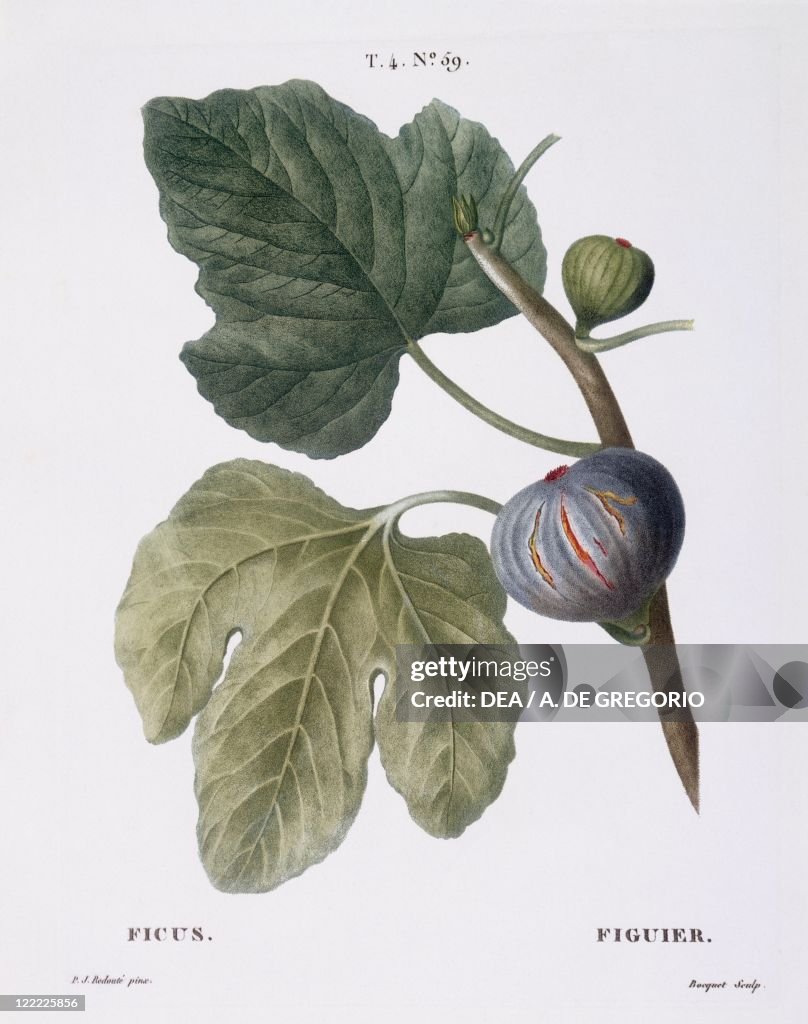Fig (Ficus), Henry Louis Duhamel du Monceau, botanical plate by Pierre Joseph Redouté