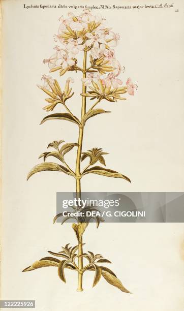 Herbal, 18th-19th century. Iconographia Taurinensis. Volume III Plate 25 by Francesco Peyrolery: Soapwort or Bouncing Bet , Caryophyllaceae....