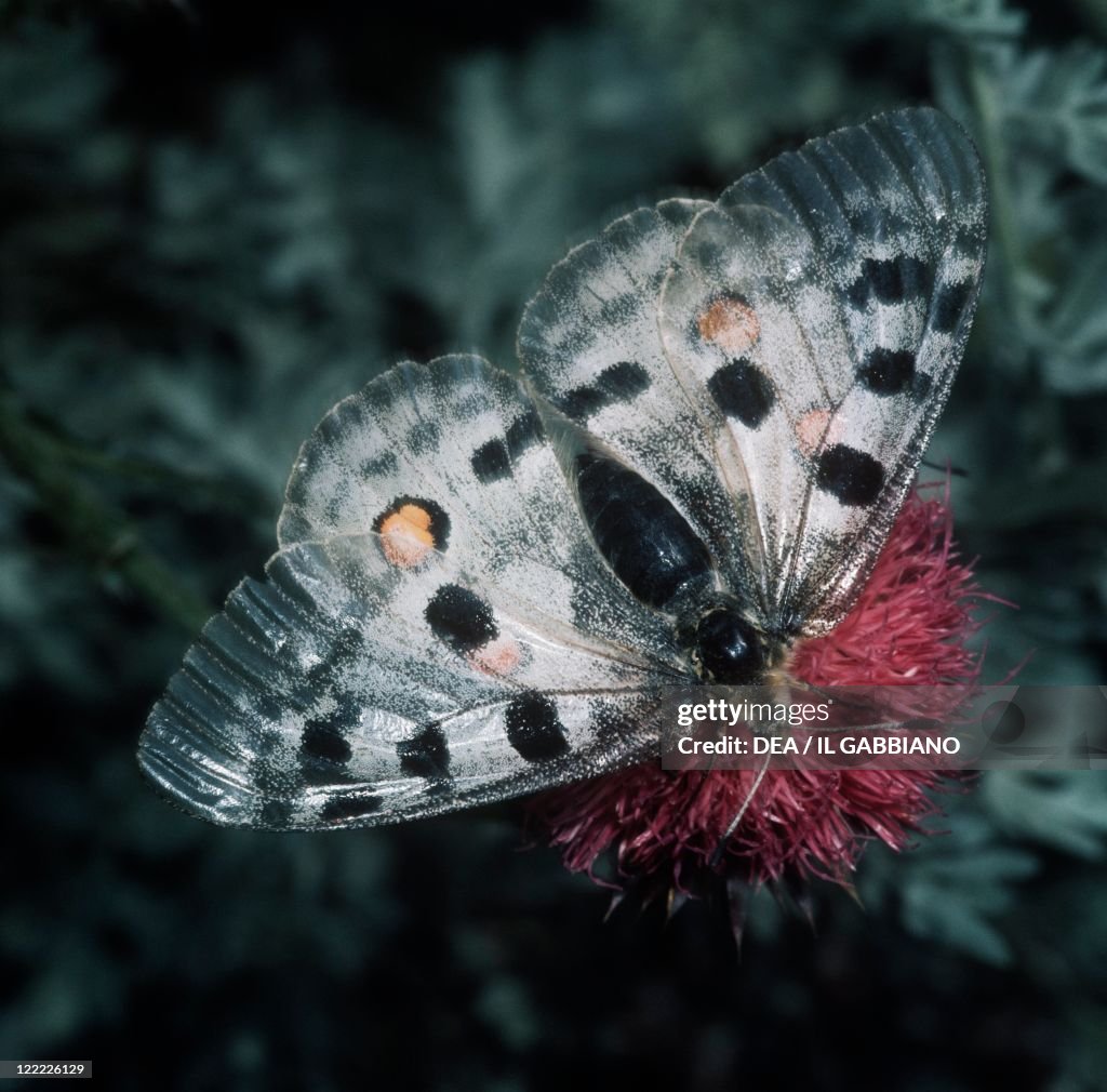 Apollo Butterfly (Parnassius apollo) on flower head