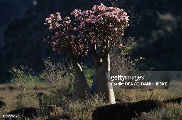 Yemen, Socotra Island, Monti Haggier, Desert rose , endemic vegetation.