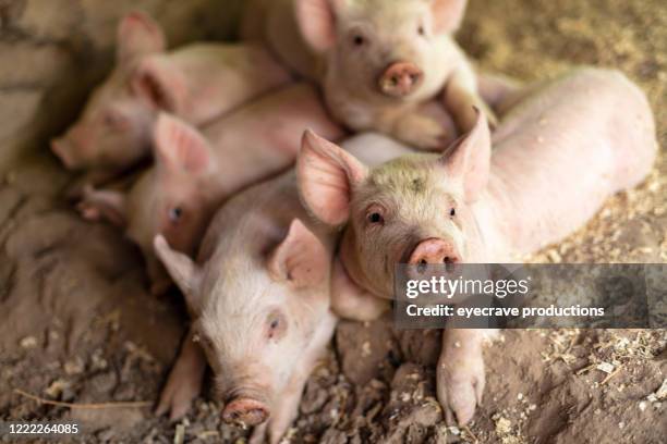 vida agrícola con cerditos en un bolígrafo en el oeste de ee. uu. - cerdito fotografías e imágenes de stock