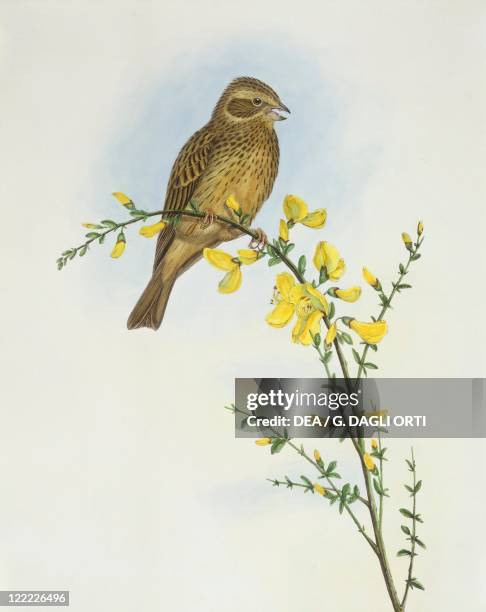 Zoology - Birds - Passeriformes - Corn bunting . Engraving by John Gould.