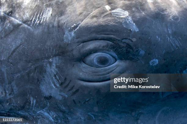 sperm whales - whale photos et images de collection