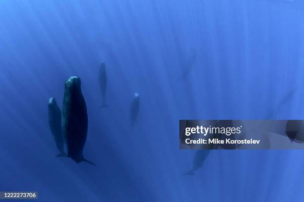 sperm whales - sperm whale stock pictures, royalty-free photos & images