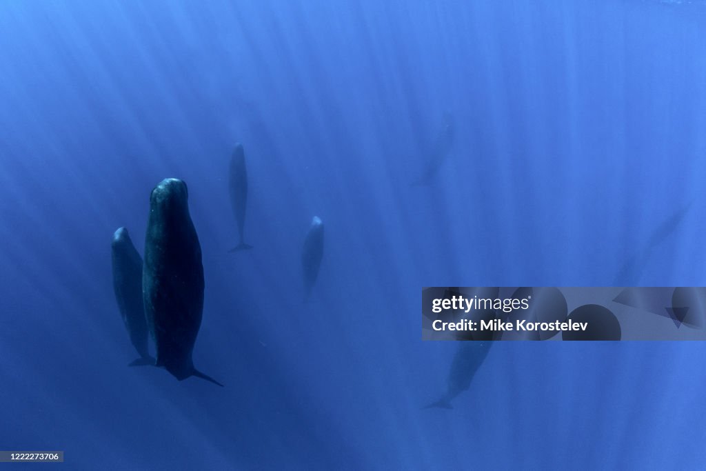 Sperm whales