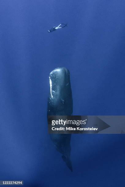 sperm whales - ballena cachalote fotografías e imágenes de stock