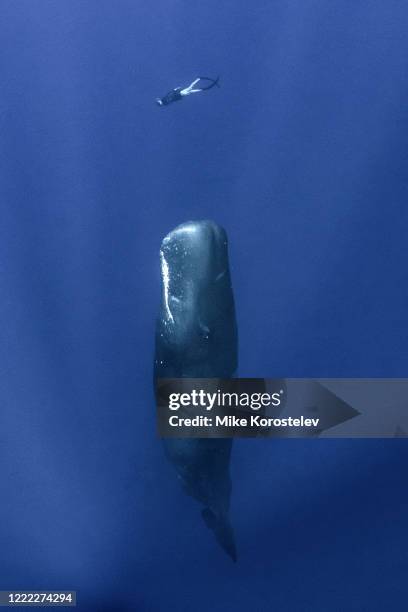 sperm whales - free diving stock pictures, royalty-free photos & images