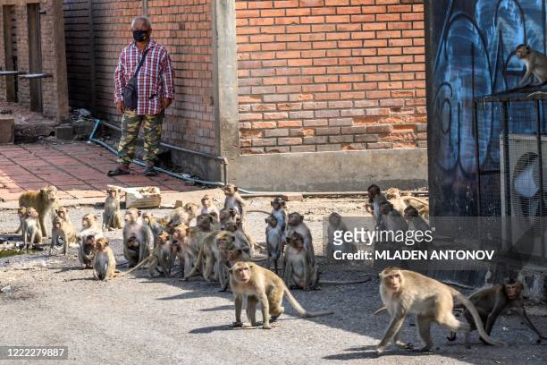 This photograph taken on June 20, 2020 shows a man looking at longtail macaques in the town of Lopburi, some 155 km north of Bangkok. - Residents...