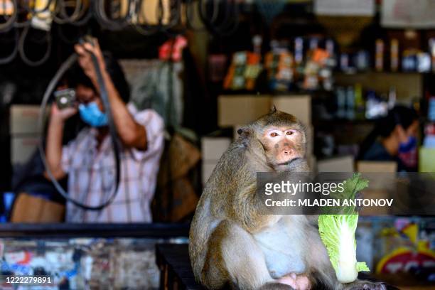 This photograph taken on June 20, 2020 shows a longtail macaque eating in a shop in the town of Lopburi, some 155 km north of Bangkok. - Residents...