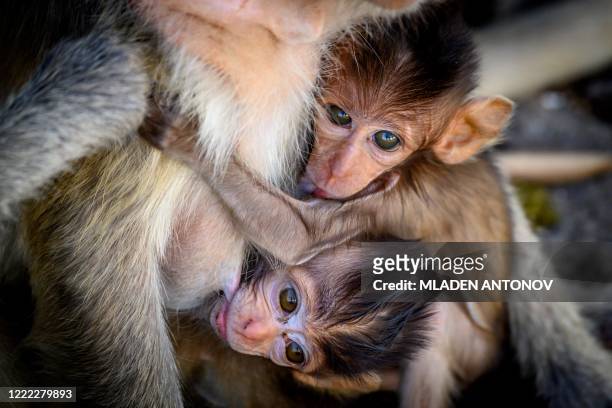 This photograph taken on June 20, 2020 shows two babies longtail macaques in the town of Lopburi, some 155 km north of Bangkok. - Residents...