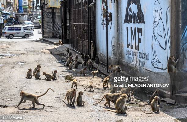 This photograph taken on June 20, 2020 shows longtail macaques gathering along a street in the town of Lopburi, some 155 km north of Bangkok. -...