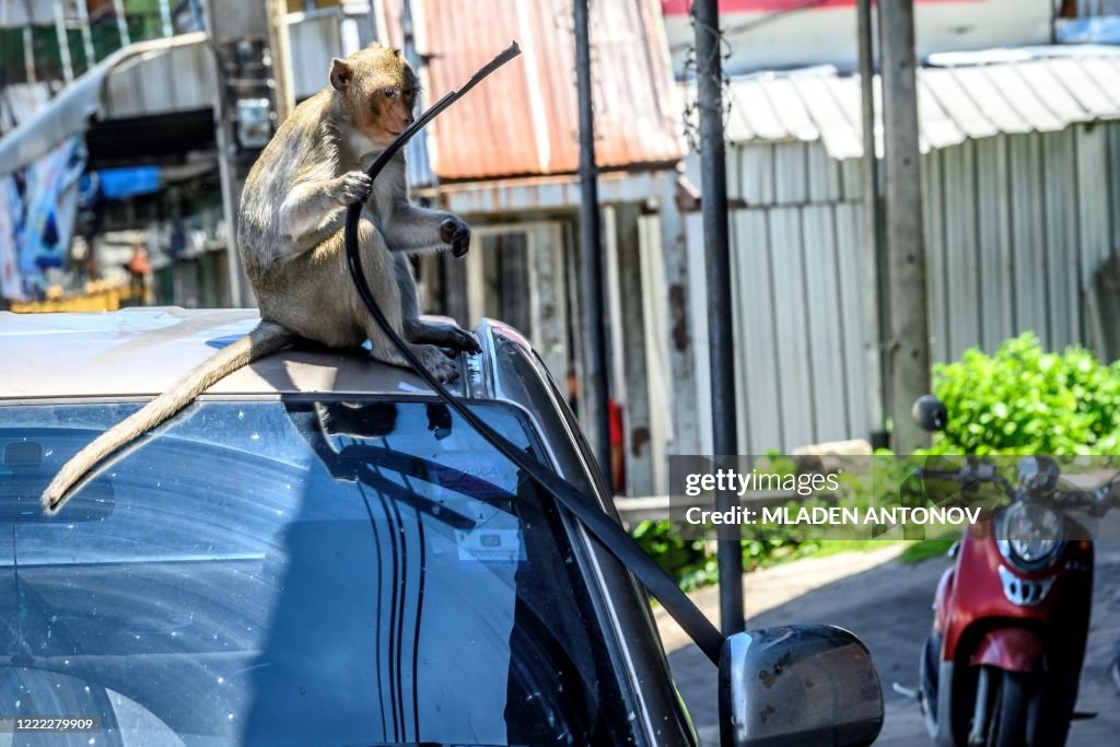 THAILAND-TOURISM-ANIMAL-HEALTH