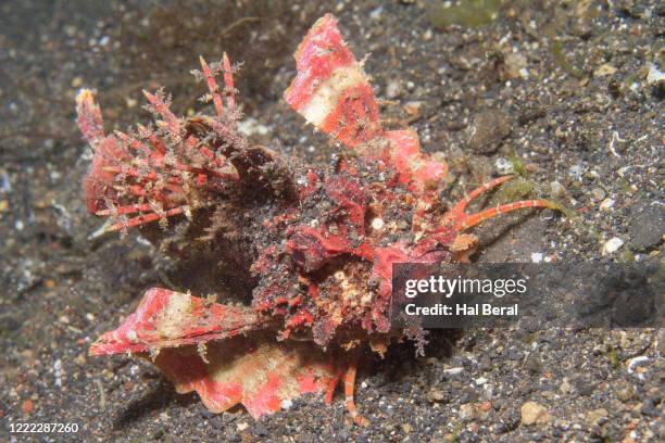 spiny devilfish - spiny devilfish stock pictures, royalty-free photos & images