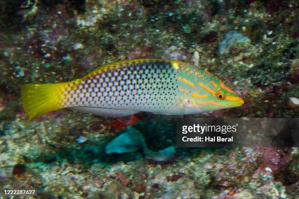 checkerboard wrasse in intermediate form - wrasses stock pictures, royalty-free photos & images