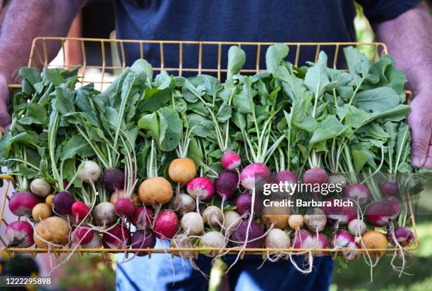 person holding tray of freshly harvested multi-colored radishes from the garden - radish stock pictures, royalty-free photos & images