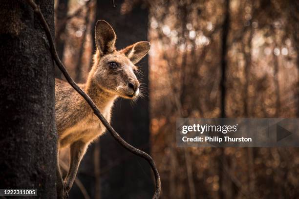 kangourou à la recherche inquiet dans la forêt brûlée après des feux de brousse - brousse photos et images de collection
