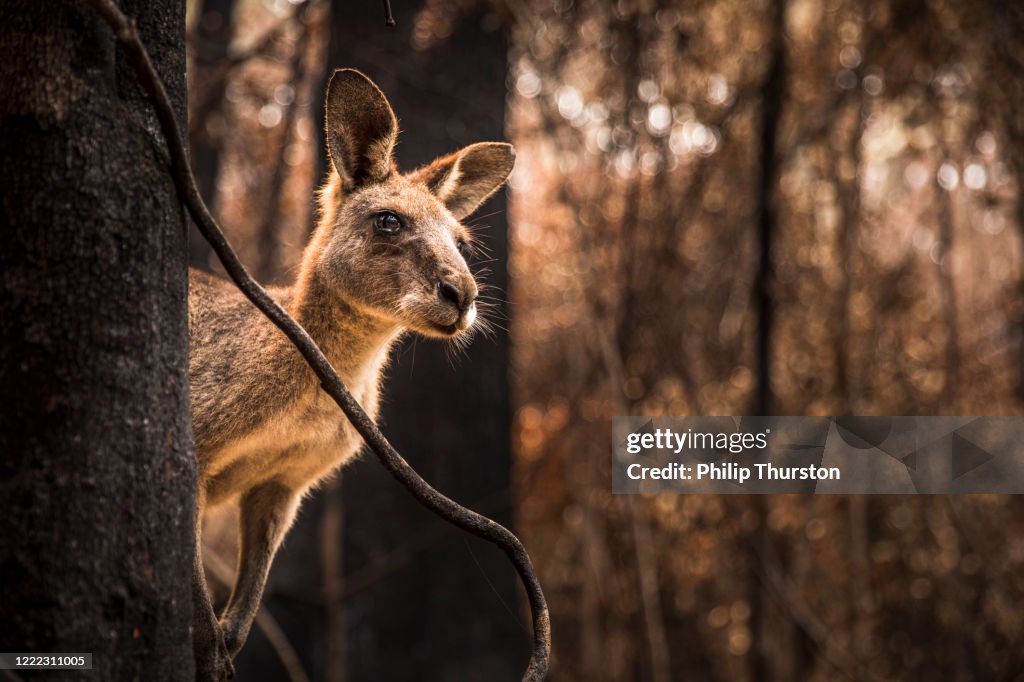 Worried looking Kangaroo in burnt forest after bushfires
