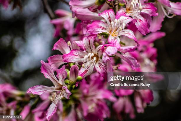 silk floss tree - ceiba speciosa stock pictures, royalty-free photos & images