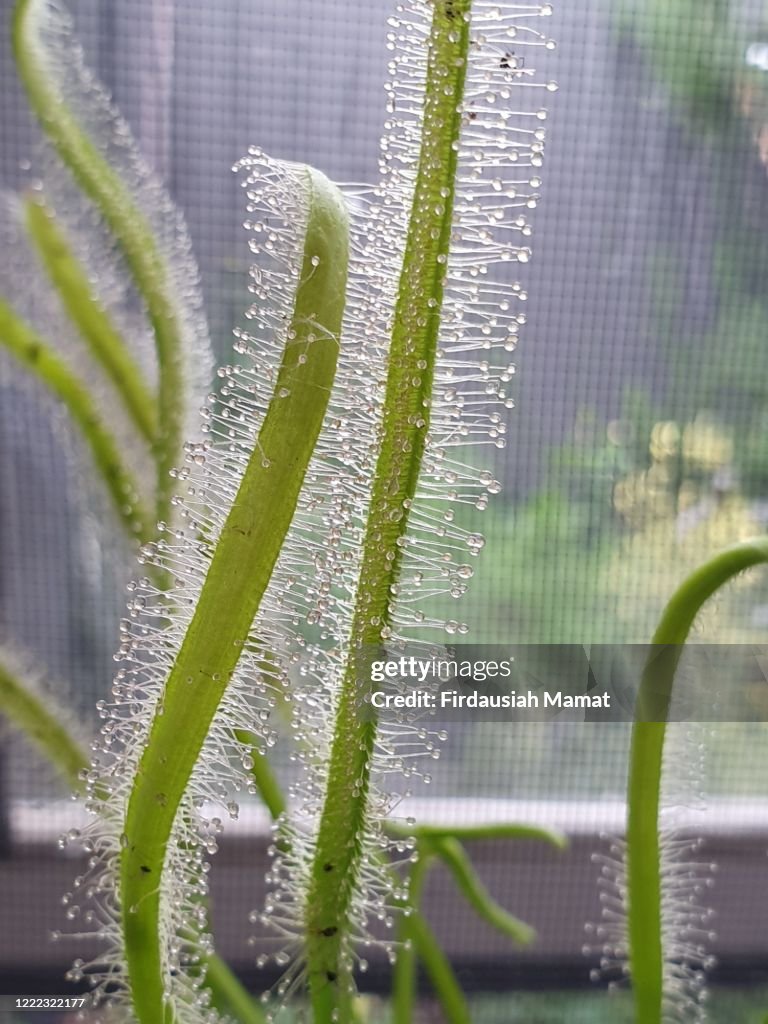 Drosera capensis or known as Cape Sundew