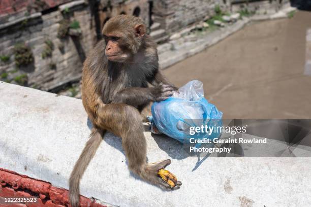 don't feed the monkeys! - ape eating banana stockfoto's en -beelden