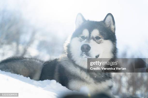 portrait of an alaskan malamute - alaskische cultuur stockfoto's en -beelden