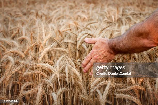 middle age farmen touching golden field of wheat in bavaria, germany. - rogge graan stockfoto's en -beelden