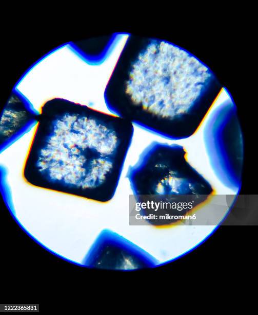 magnification under the microscope - magnification stock pictures, royalty-free photos & images