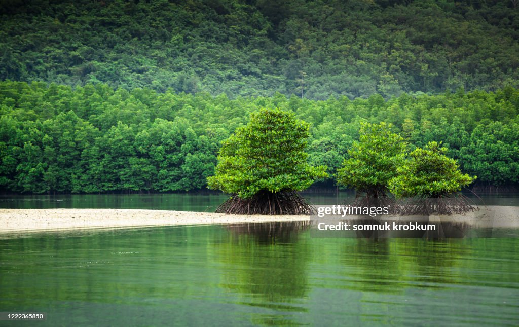 Mangrove forest and sand dune