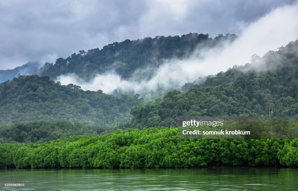 Mangrove forest in rainy season