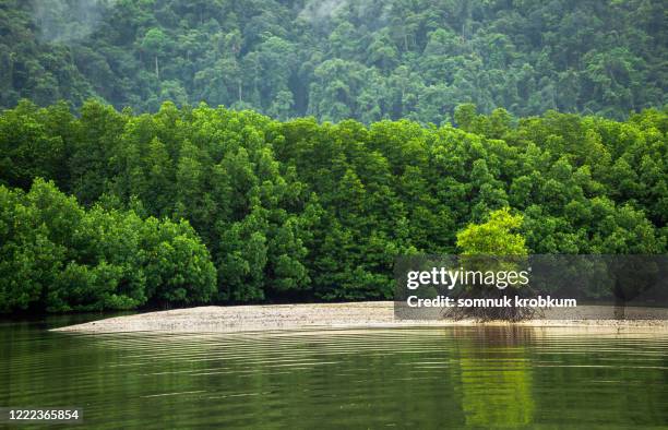 mangrove forest and sand dune - tige dune plante photos et images de collection