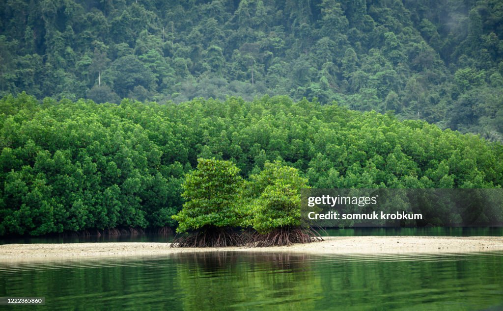 Mangrove forest and sand dune