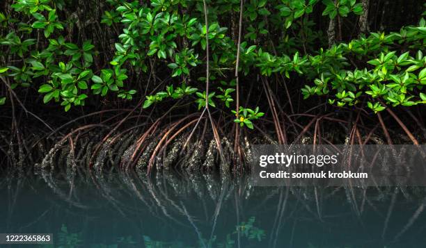 mangrove tree in river - racine terre photos et images de collection