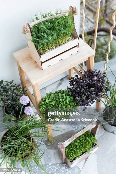 tiny, edible greens or shoots growing, placed on home balcony in urban flat. microgreens grown from the seeds of vegetables and herbs on rustic wood. microgreens used both as a visual and flavor component and healthy eating and vitamins. - balcony vegetables stock pictures, royalty-free photos & images