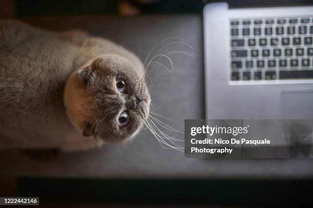 scottish fold cat - fancy cat stock pictures, royalty-free photos & images