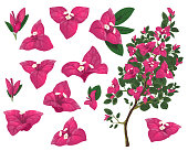 Bougainville plant of Mexico, isolated vector set